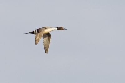 northern pintail _MG_3010