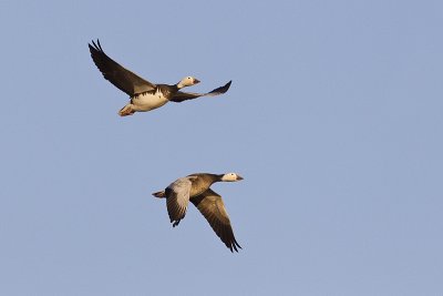 snow geese 042112_MG_7422