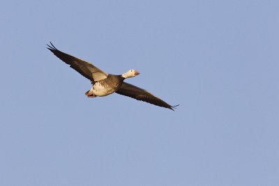 snow goose 042112_MG_7447
