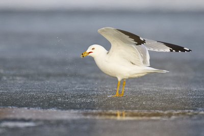 ring-billed gull 042312_MG_9378