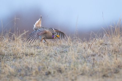sharp-tailed grouse _MG_8235