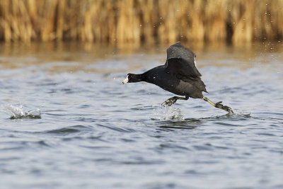 american coot 050112_MG_0034