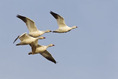 snow and ross's geese 042812_MG_9835