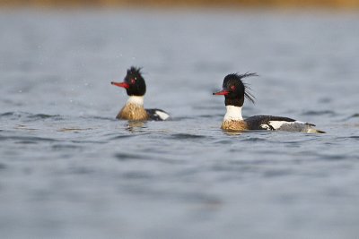 red-breasted mergansers 050212_MG_0849