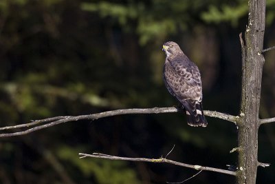 broad-winged hawk 050412_MG_1740