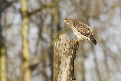 broad-winged hawk 050412_MG_1885