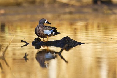 blue-winged teal 050412_MG_2046