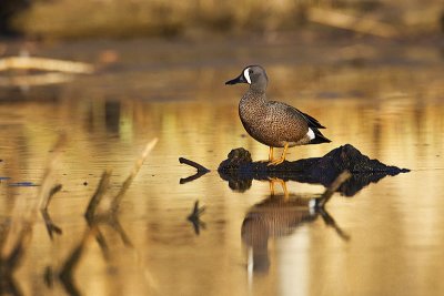blue-winged teal 050412_MG_2083