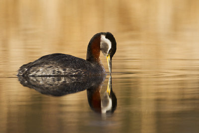red-necked grebe 050412_MG_1380