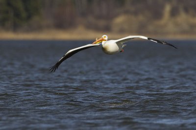 american white pelican 050612_MG_4080