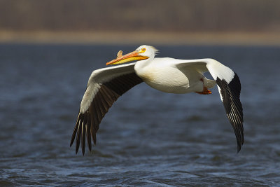 american white pelican 050612_MG_4101