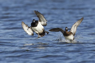 lesser scaup 050612_MG_4384