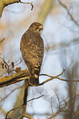 broad-winged hawk 050612_MG_4920