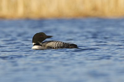 common loon 050612_MG_4687