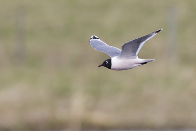 franklin's gull 050912_MG_6599