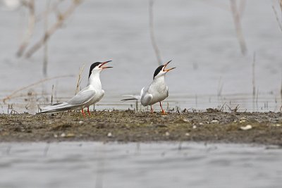 forster's terns 050912_MG_6663