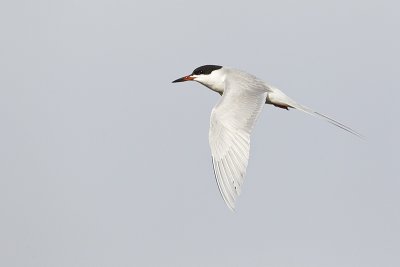 forster's tern 050912_MG_7834