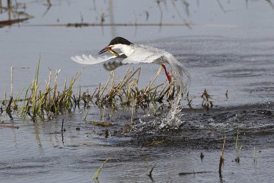 forster's tern 050912_MG_7846