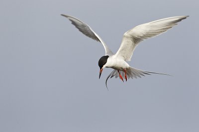 forster's tern 050912_MG_7869