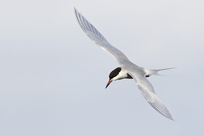 forster's tern 050912_MG_8369