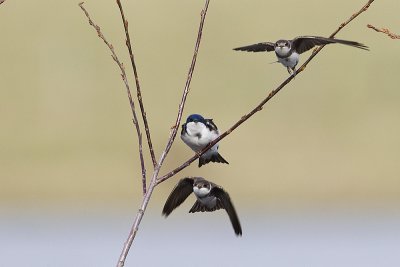 bank and tree swallows 050912_MG_7987