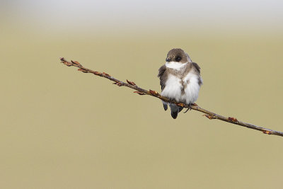 bank swallow 050912_MG_8014