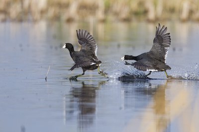 american coots 051412_MG_1796