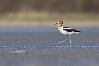 american avocet 051212_MG_9769