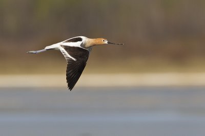 american avocet 051212_MG_9705