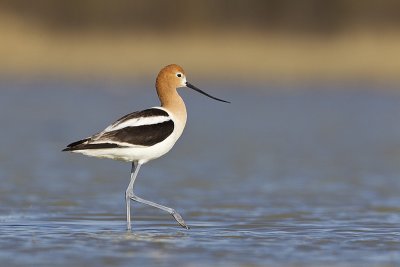 american avocet 051212_MG_9582