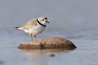 piping plover 051212_MG_9652