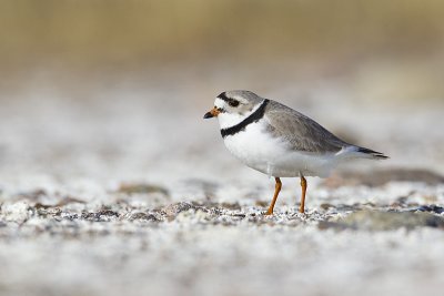 piping plover 051212_MG_9524