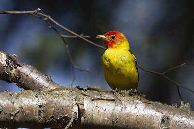 western tanager 051312_MG_0607