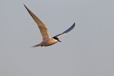 common tern 051912_MG_3400