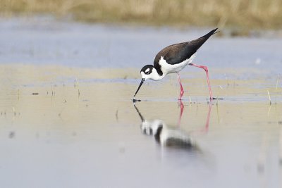 black-necked stilt 051912_MG_2828