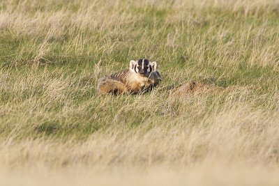 badger 051812_MG_2554