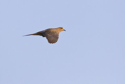 mourning dove 051912_MG_3242