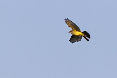 western kingbird 051912_MG_3219
