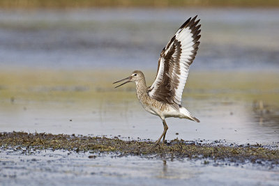 willet 051912_MG_3008