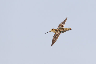 wilson's snipe 052012_MG_3595
