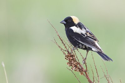 bobolink 052512_MG_5256