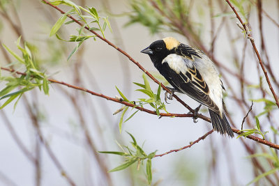 bobolink 052612_MG_6867