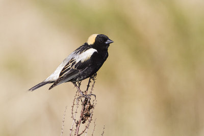 Bobolinks