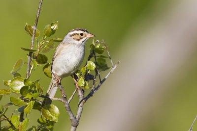clay-colored sparrow 052812_MG_8173