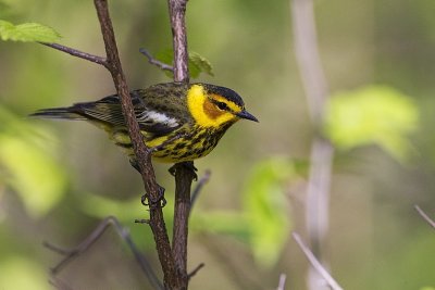 cape may warbler 052712_MG_7533