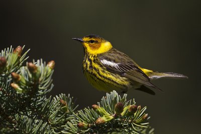 cape may warbler 052712_MG_7653