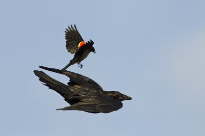 raven & blackbird 052712_MG_7812