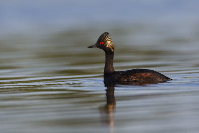 eared grebe 052712_MG_7380