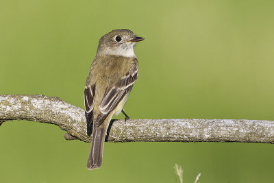least flycatcher 052812_MG_8258