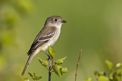 least flycatcher 052812_MG_8300